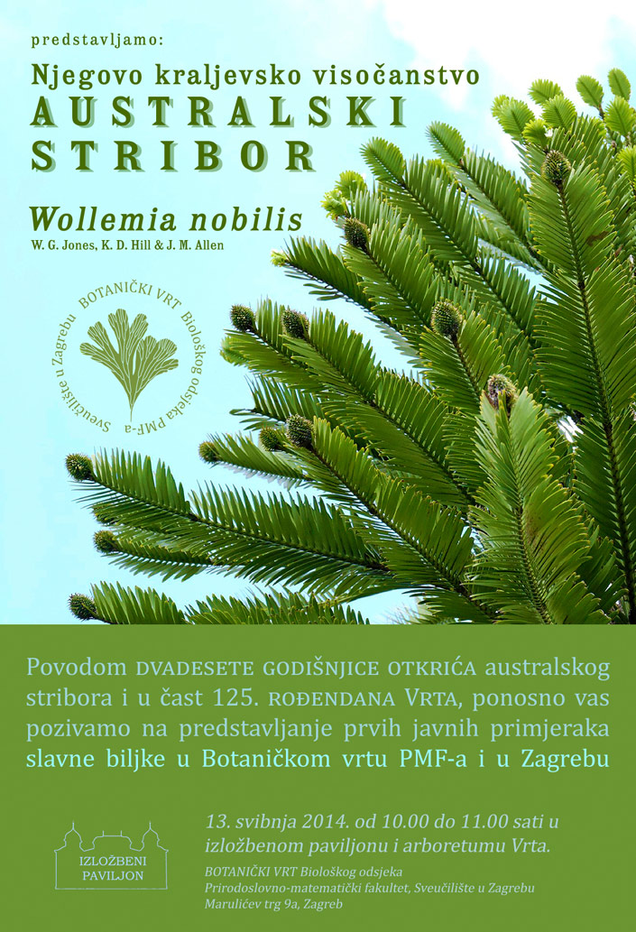 Pozivnica Wollemia nobilis